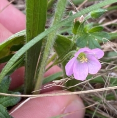 Geranium solanderi var. solanderi (Native Geranium) at Hughes, ACT - 29 Dec 2023 by Tapirlord