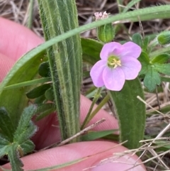 Geranium solanderi var. solanderi at Red Hill to Yarralumla Creek - 29 Dec 2023 02:46 PM