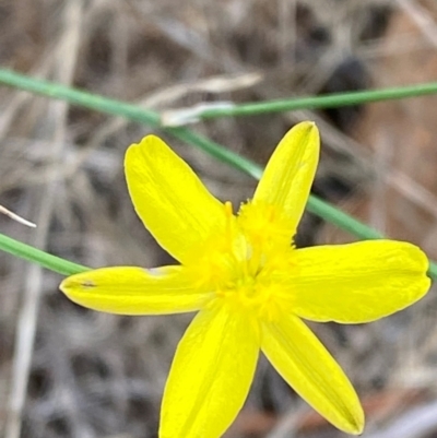 Tricoryne elatior (Yellow Rush Lily) at Federal Golf Course - 29 Dec 2023 by Tapirlord