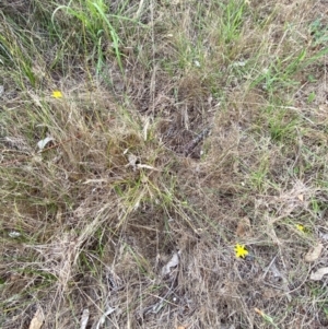 Tricoryne elatior at Red Hill to Yarralumla Creek - 29 Dec 2023