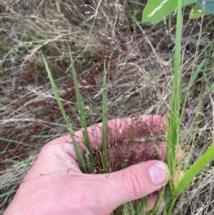 Panicum effusum (Hairy Panic Grass) at Red Hill to Yarralumla Creek - 29 Dec 2023 by Tapirlord
