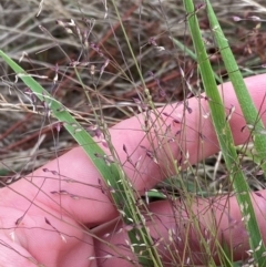 Panicum effusum at Federal Golf Course - 29 Dec 2023