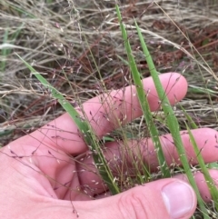 Panicum effusum at Federal Golf Course - 29 Dec 2023 02:46 PM