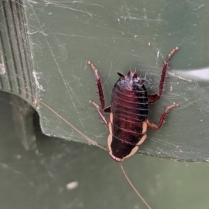 Drymaplaneta communis at Watson Green Space - 4 Feb 2024 06:54 PM