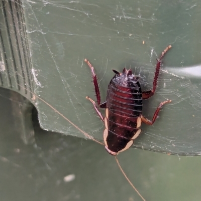 Drymaplaneta communis (Eastern Wood Runner, Common Shining Cockroach) at Watson Green Space - 4 Feb 2024 by AniseStar