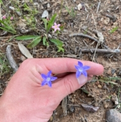 Wahlenbergia capillaris (Tufted Bluebell) at Federal Golf Course - 29 Dec 2023 by Tapirlord