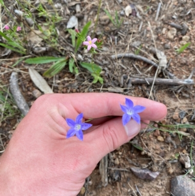 Wahlenbergia capillaris (Tufted Bluebell) at Federal Golf Course - 29 Dec 2023 by Tapirlord