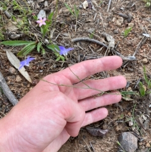 Wahlenbergia capillaris at Red Hill to Yarralumla Creek - 29 Dec 2023 02:45 PM