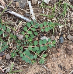 Euphorbia dallachyana (Mat Spurge, Caustic Weed) at Red Hill to Yarralumla Creek - 29 Dec 2023 by Tapirlord