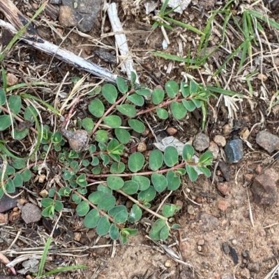 Euphorbia dallachyana (Mat Spurge, Caustic Weed) at Red Hill to Yarralumla Creek - 29 Dec 2023 by Tapirlord