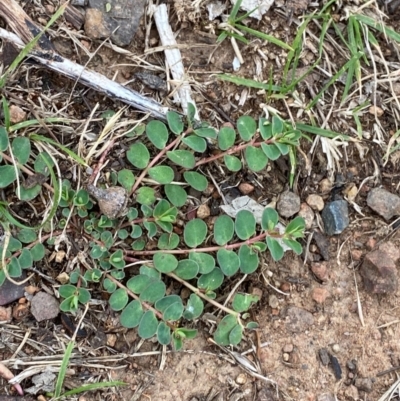 Euphorbia dallachyana (Mat Spurge, Caustic Weed) at Federal Golf Course - 29 Dec 2023 by Tapirlord