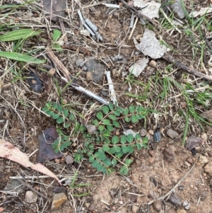 Euphorbia dallachyana at Federal Golf Course - 29 Dec 2023