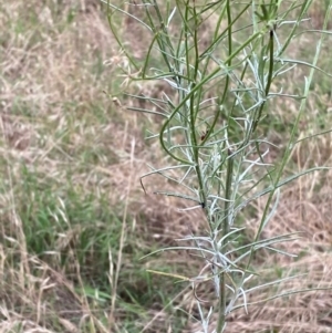 Senecio quadridentatus at Hughes, ACT - 29 Dec 2023