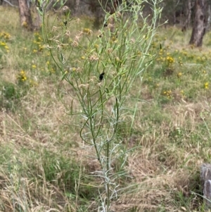 Senecio quadridentatus at Hughes, ACT - 29 Dec 2023