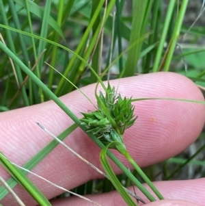 Carex inversa at Federal Golf Course - 29 Dec 2023