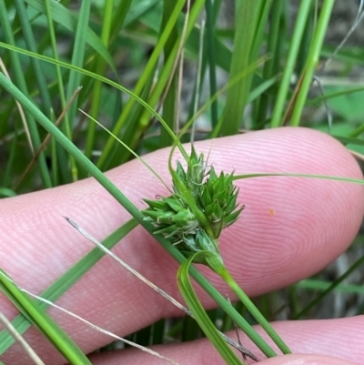 Carex inversa (Knob Sedge) at Hughes, ACT - 29 Dec 2023 by Tapirlord