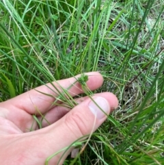 Carex inversa at Federal Golf Course - 29 Dec 2023