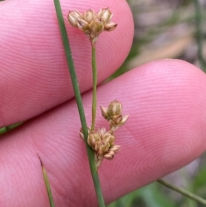 Juncus subsecundus at Red Hill to Yarralumla Creek - 29 Dec 2023