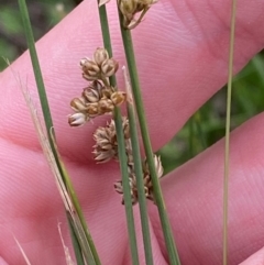 Juncus subsecundus at Red Hill to Yarralumla Creek - 29 Dec 2023 02:43 PM