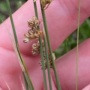 Juncus subsecundus at Red Hill to Yarralumla Creek - 29 Dec 2023 02:43 PM