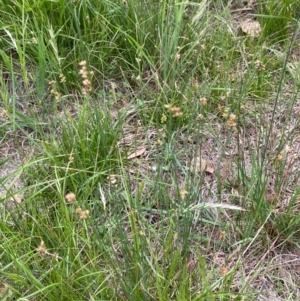 Juncus subsecundus at Red Hill to Yarralumla Creek - 29 Dec 2023