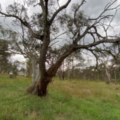 Eucalyptus blakelyi (Blakely's Red Gum) at Hughes, ACT - 29 Dec 2023 by Tapirlord