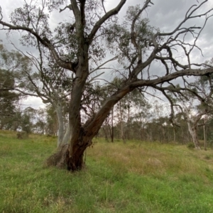 Eucalyptus blakelyi at Red Hill to Yarralumla Creek - 29 Dec 2023