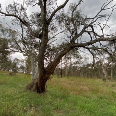 Eucalyptus blakelyi (Blakely's Red Gum) at Red Hill to Yarralumla Creek - 29 Dec 2023 by Tapirlord