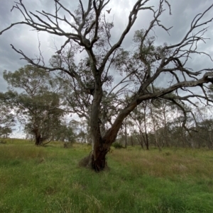 Eucalyptus blakelyi at Federal Golf Course - 29 Dec 2023