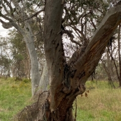 Eucalyptus blakelyi at Red Hill to Yarralumla Creek - 29 Dec 2023