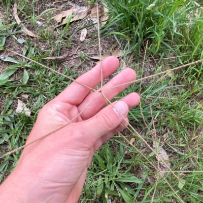 Chloris truncata (Windmill Grass) at Federal Golf Course - 29 Dec 2023 by Tapirlord