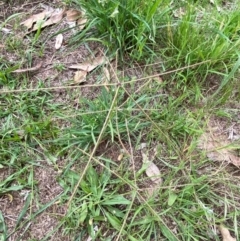 Chloris truncata at Red Hill to Yarralumla Creek - 29 Dec 2023