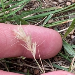 Rytidosperma racemosum var. racemosum (Striped Wallaby Grass) at Federal Golf Course - 29 Dec 2023 by Tapirlord