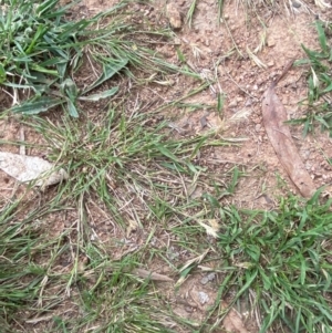 Rytidosperma racemosum var. racemosum at Red Hill to Yarralumla Creek - 29 Dec 2023