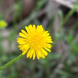 Calotis lappulacea at Federal Golf Course - 29 Dec 2023