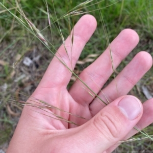 Austrostipa bigeniculata at Hughes, ACT - 29 Dec 2023