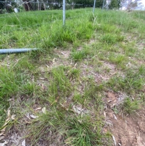 Austrostipa bigeniculata at Hughes, ACT - 29 Dec 2023