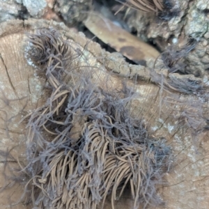 Stemonitis sp. (genus) at Watson, ACT - 4 Feb 2024