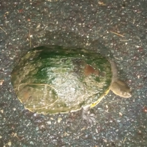 Chelodina longicollis at Point Hut Pond - 5 Feb 2024