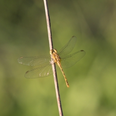 Diplacodes bipunctata (Wandering Percher) at Melrose - 23 Jan 2024 by RomanSoroka