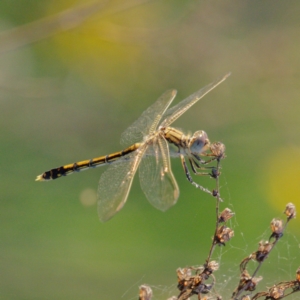 Orthetrum caledonicum at Melrose - 23 Jan 2024