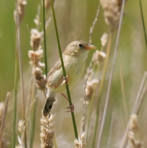 Cisticola exilis at Jerrabomberra Wetlands - 23 Jan 2024 02:32 PM