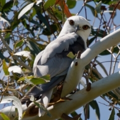 Elanus axillaris (Black-shouldered Kite) at Fyshwick, ACT - 23 Jan 2024 by RomanSoroka