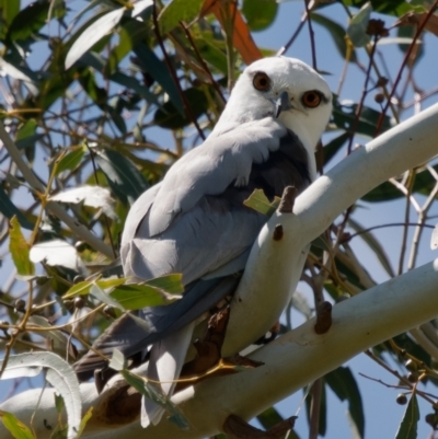 Elanus axillaris (Black-shouldered Kite) at Fyshwick, ACT - 23 Jan 2024 by RomanSoroka