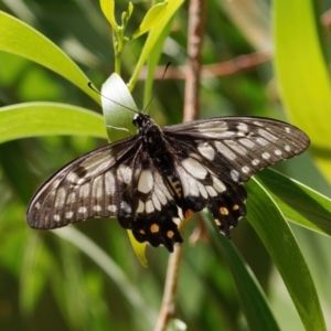 Papilio anactus at Jerrabomberra Wetlands - 23 Jan 2024 02:53 PM