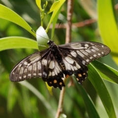 Papilio anactus (Dainty Swallowtail) at Jerrabomberra Wetlands - 23 Jan 2024 by RomanSoroka