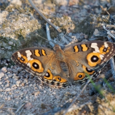 Junonia villida (Meadow Argus) at Melrose - 23 Jan 2024 by RomanSoroka