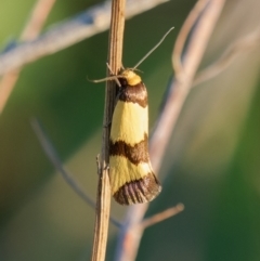 Chrysonoma fascialis (A Concealer moth (Wingia group) at Melrose - 23 Jan 2024 by RomanSoroka
