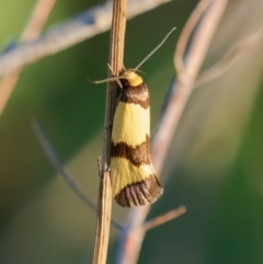 Chrysonoma fascialis (A concealer moth) at Theodore, ACT - 23 Jan 2024 by RomanSoroka