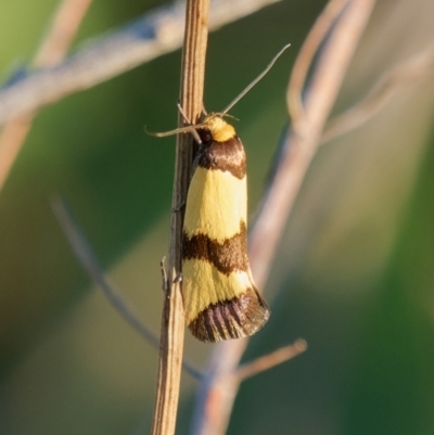 Chrysonoma fascialis (A concealer moth) at Theodore, ACT - 23 Jan 2024 by RomanSoroka